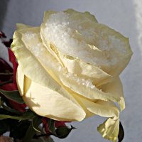Белые розы, белые розы, что с вами сделали снег и морозы... :: Андрей Заломленков