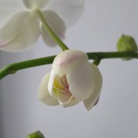 Орхидея. Цветок - загадка. :: Yulia Raspopova
