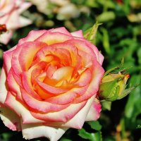 Прекрасная, нежная роза в саду опустевшем цвела.... :: Восковых Анна Васильевна 