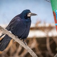 Грач - птица серьезная :: Василий Губский