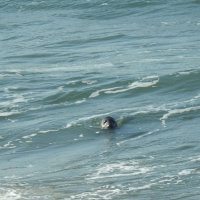 Тюлень в море :: Natalia Harries