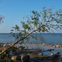 Склонилось дерево над озером :: lady v.ekaterina