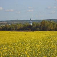 Рапсовое поле. :: Михаил Попов