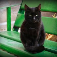 С Днём чёрной кошки!  :-) :: Андрей Заломленков
