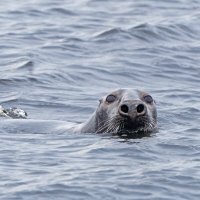Тюлень в Рижском заливе :: Viktor Makarov