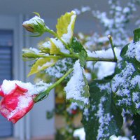 В Афинах редкость снег! (2008 год) :: Оля Богданович