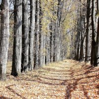 осень :: Владимир Холодницкий