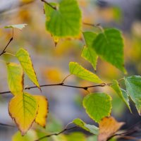 желтые листья :: Александр Леонов