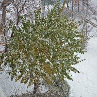 18 ноября - первый снег в Ташкенте :: Светлана 