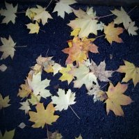 Осенние листья на мокром асфальте. :: Анфиса 