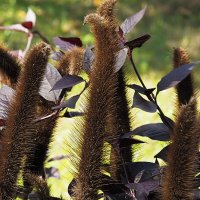 Pennisetum glaucum Жемчужное просо :: wea *