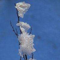 Ледяные бабочки :: Елена Чудиновских