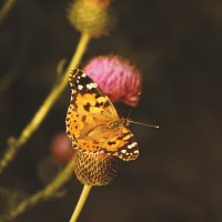 Бабочка :: Яна Горбунова