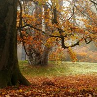 У осени красивая улыбка. :: Юрий. Шмаков