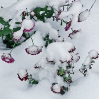 Цветы под снегом :: Светлана 