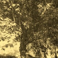 Танцующее дерево, сепия :: Raduzka (Надежда Веркина)