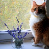 Ноябрьская лаванда и рыжий кот :: Елена Даньшина