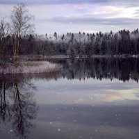 Погружение в зимний сон :: liudmila drake