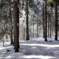 ..., а вот и снег... первый... :: Елена 