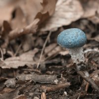 Mushroom blue :: Anna Rimira