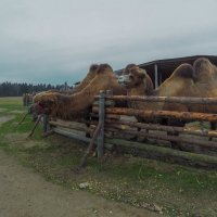 В Какой Руке :: юрий поляков