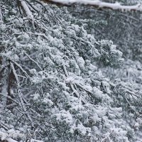 Снегопад в лесу. 22.11.2020 :: Анатолий Клепешнёв