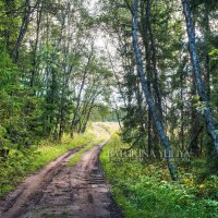 Дорога в лесу :: Юлия Батурина