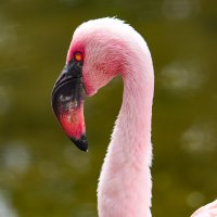 Розовый фламинго :: Сальвадор Мелендес 