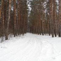 Незаметно зима пробирается сквозь леса. :: Мила Бовкун