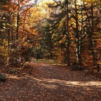 Осень в лесу. :: Ирина Нафаня