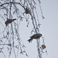 Чечётки за окном (серия). :: Андрей Синицын