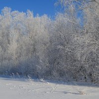 Морозный день :: Татьяна Лютаева