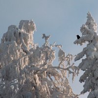 Черная ворона  в белом лесу. :: Galina Serebrennikova