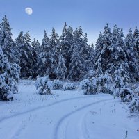 Вечер с сосновом лесу. :: Людмила 