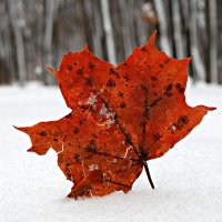 Red and white :: Андрей Заломленков