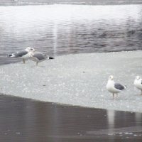 Чайки на льдине :: Александр Чеботарь