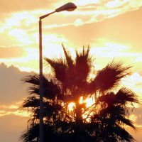 Солнце сквозь крону пальмы. :: Валерьян Запорожченко