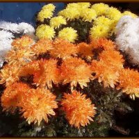Осенние хризантемы :: Владимир Бровко