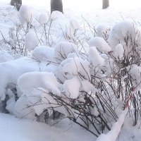Пушистой, снежной, счастливой  зимы Вам ! :: Елена Семигина