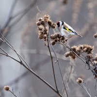 Щеглы обедают. :: Владимир Безбородов