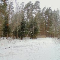 Закрывается осенний сезон в лесу. :: Мила Бовкун