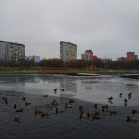 Эти на юг не улетают: зимуют на московском же не замерзающем пруду :: Андрей Лукьянов