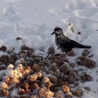 Счастье вдруг в тишине постучалось в двери...:)) :: Леонид Балатский