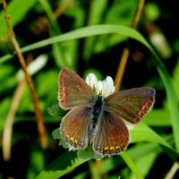 летние бабочки 3 :: Александр Прокудин