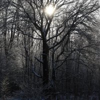 В зимнем лесу :: Александр Зиновьев