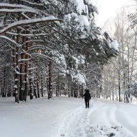 Зимнее утро заснеженного леса :: Николай Белавин