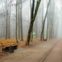 туман в осеннем парке :: юрий иванов 
