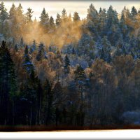 Дымка над лесом в морозный день :: Ольга Митрофанова
