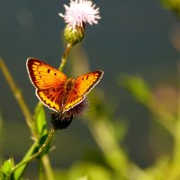 летние бабочки 6 :: Александр Прокудин