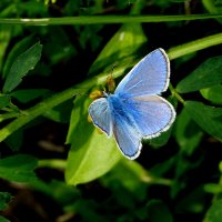 летние бабочки 8 :: Александр Прокудин